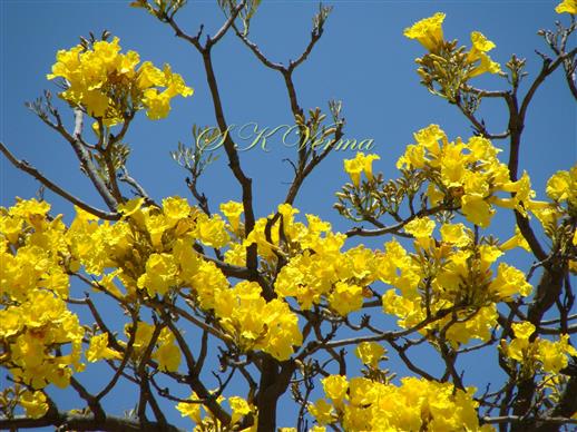  Flowering shoot 